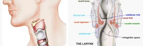 LA VOIX