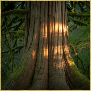 3. ALCHIMIE Accompagnement Coaching Vocal & Chant-Thérapie (avec suivi personnalisé)